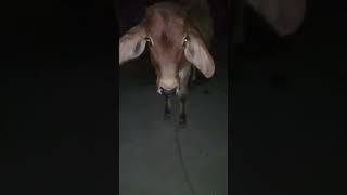 मुरैना मुकुंद#sortvideo #subscribe 🙏🙏👍👍🐂🐂