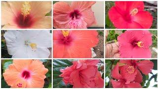 Bangalore balcony Garden#ಹೊಸ ವರ್ಷದ ಬಾಲ್ಕನಿ ಅಪ್ಡೇಟ್