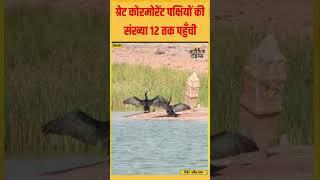 Jaisalmer: ठंड बढ़ने के साथ Great Cormorant जल पक्षी की हुई वापसी | Migratory Birds | Jagruk Times