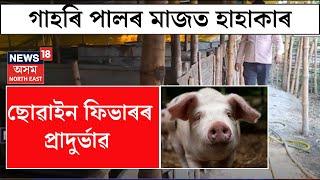 Sivasagar News | শিৱসাগৰত গাহৰি পালৰ মাজত হাহাকাৰ, বৃদ্ধি পাইছে ফ্ৰিকান ছোৱাইন ফিভাৰ N18V