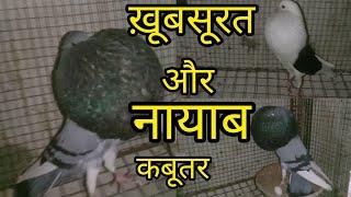 खूबसूरत ओर नायाब   कबूतर ❤️ कोटा, राजस्थान से 💥📞9529449030