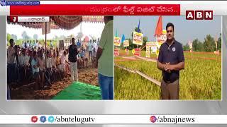 abntelugutv నూజివీడు సీడ్స్ మెగా ఫీల్డ్ విజిట్ | | Mega Field Visit on Research Paddy Sandhya