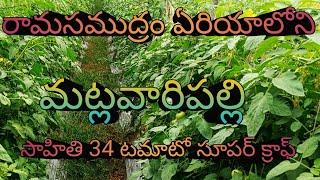 రామసముద్రం ఏరియాలోని మట్లవారిపల్లి సాహితి 34 టమోటో సూపర్ క్రాఫ్