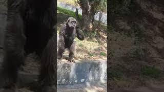 Enjoying Chimpanzee in Vandalur Zoo| Chennai Zoo Vandalur Zoo Tamilnadu Arignar Anna Zoological Park