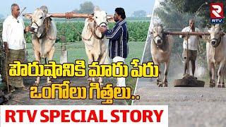 పౌరుషానికి మారు పేరు ఒంగోలు గిత్తలు.. Rtv Special Story On Ongole Bulls Training Story | RTV