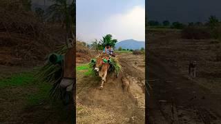 बारामती ला प्रदर्शन पहा #farming #shetkari #shetivishyakmahiti #शेतकरी upwalaaryan5480