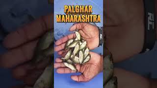 SEABASS , JITADA SEEDS AVAILABLE | PALGHAR MAHARASHTRA.