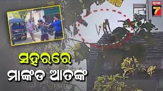 Monkey terror in Bhawanipatna town of Kalahandi | କଳାହାଣ୍ଡି ଭବାନୀପାଟଣା ସହରରେ ମାଙ୍କଡ ଆତଙ୍କ