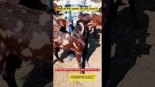 ₹6000 सिरोही बकरे/#how to #start #goat #farming AskGoatFarmPvtLtdRajasthan