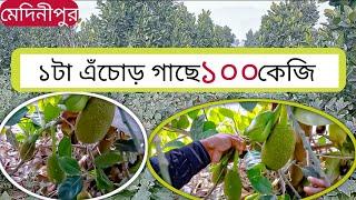 Jackfruit , পশ্চিমবঙ্গ বৃহত্তম এঁচোড় বাগান পশ্চিম মেদিনীপুর । Jackfruit cultivation