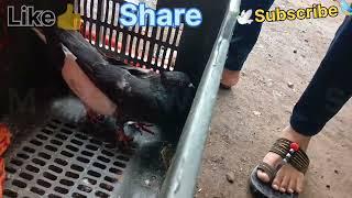 Kabootar 🐦🐇🦜 Manddi Bajar Part1 New Dhule Pigeon Market धुले कबुतर बजार 2 July 2024 دھولیہ کبوتربزار