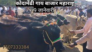 गाय मार्केट कोदामेंढी रामटेक नागपुर!  maharashtra gay market nagpur 9_1_2025