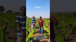 Banana House Tissue Culture Jalgaon बनाना हाऊस टीश्यूकल्चर जळगाव