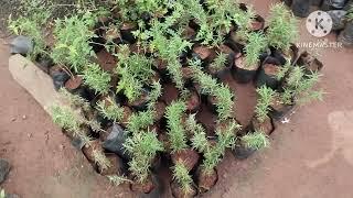 சென்னை மாதவரம் நர்சரி கார்டன் //Chennai madhavaram nursery garden vlog!!!!!!