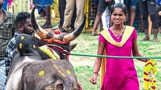 வீரதமிழச்சி அவங்க பாசமா வளர்த்த சூப்பர் காரி காளை | மானாமதுரை கள்ளர் வலசை வடமாடு மஞ்சுவிரட்டு 2024