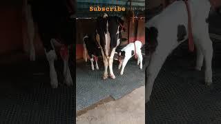 #cow अगिआंव बाजार dairy farm #animals  ऐसी गाय अपने देखी है क्या