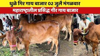 धुळे गिर गाय बाजार 🛑 02 जुलै मंगळवार | महाराष्ट्र प्रसिद्ध गिर गाय मार्केट 😍