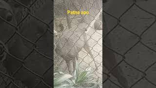 Patna zoo | पटना चिड़ियाघर |चिडियाखाना | Dear stock video lovely