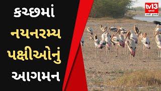 Kutchમાં 'યાયાવર પક્ષીઓની સાથે શિકારી પક્ષીઓનું પણ આગમન' | Gujarati News