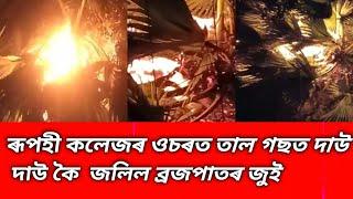 🛑ৰূপহী কলেজৰ ওচৰত তাল গছত দাউ দাউ কৈ  জলিল ব্ৰজপাতৰ জুই৷