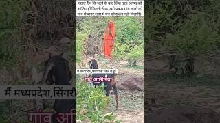 मध्यप्रदेश || खुशहाली || जंगल || सिंगरौली || गांव ||