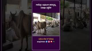 అక్రమంగా తరలిస్తున్న పశువుల పట్టివేత | Nalgonda | Telangana | Way2news Telugu