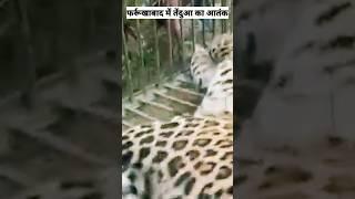 फर्रुखाबाद में तेंदुए का आतंक | Leopard terror in Farrukhabad