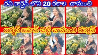 బాపట్ల రవి గార్డెన్స్ నుంచి 20 రకాల చామంతి జర్మన్ జపాన్ కలెక్షన్ చిట్టి చామంతి తో కలిపి full review