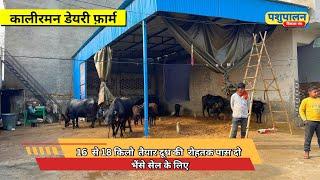 रोहतक में 16 से 18 किलो का दूध देने वाली दो शानदार भैंसें बेचने के लिए - जानें क्यों हैं ये बेमिसाल!