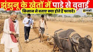 Tractor के जमाने में पाडे से खेत बिजाई कर रहे Kisan ने खोले Double Profit के राज ~ Jhunjhunu News