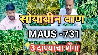 कमी दिवसात ज्यास्त उत्पादन देणारं वाण MAUS-731|MAUS 731|| परभणी कृषी विद्यापीठातील संशोधन वाण