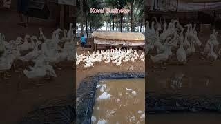 Duck farm in coimbatore