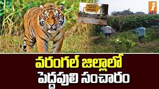 వరంగల్ జిల్లాలో పెద్దపులి సంచారం | Tiger Spotted Roaming in Warangal District | iNews