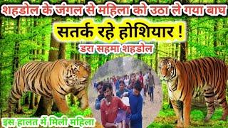 Mp शहडोल के जंगल से महिला को उठा ले गया बाघ ! Tiger killed Woman In #shahdol forest | mdar vlog