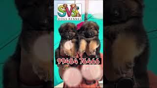 🐶 SVS dog and puppy🐕‍🦺 kennel nizamabad🦮 Telangana 🐕....