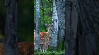 💕#बांधवगढ़ 👌एक सुबह       *स्पॉटेड हिरण*💕 💕#Bandhavgarh 👌One morning            *Spotted deer*💕