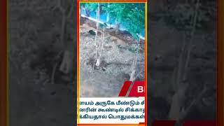 கோவை, மேட்டுப்பாளையம் அருகே மீண்டும் சிறுத்தை நடமாட்டம்!!!