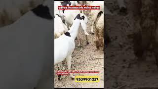 ₹7000 सोजत goat/#How to #start #goat #farming AskGoatFarmPvtLtdRajasthan