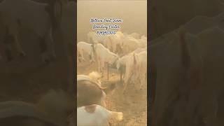 ।सोजत बकरी पालन फार्म। Goat Breeding Centre।