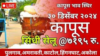 🔴 कापूस भाव स्थिर, आजचे कापुस बाजारभाव, सिंधी सेलू 7195 रु. ,३० डिसेंबर २०२४ #kapusbajarbhavtoday 🌱