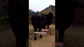 जिला श्रीगंगानगर राज्य राजस्थान Arjun Ram dairy farm 📲 8696144279