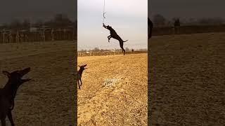 Greyhound dog racing lover panjab Haryana Narayan Garh Ambala Haryana India