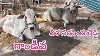 SSR bulls &boredy keshawa reddy  గురజాల సీనియర్స్ విభాగం లో మొదటి బహుమతి సాధించాయి🌻🥀🌹💐🌻💲