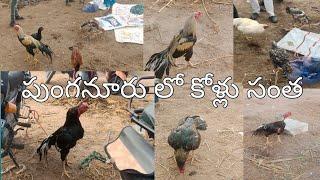 పుంగనూరు పందెం పుంజులసంత 🙏 Punganur Murga market #trending#viaral #Telugu youtube