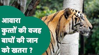 Panna Tiger Reserve में खतरे की घंटी बजी, आवारा कुत्तों से टाइगर्स को बचाने की कोशिश शुरू !