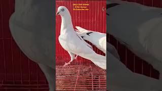 Punjabi Pigeons |