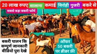 लाखों रुपए का खजाना रू 6000 पटटी से सिरोही गुजरी नस्ल के बकरे! Goat Farm! Bakri Palan