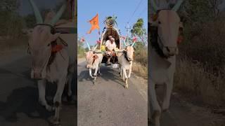 Mudhol race bulls|| ಶಿರೋಳ ಎತ್ತುಗಳು 🔥🚩💫