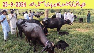 Chichawatani buffaloes in dongi mandi kotli mirpur punjab kharian mandi | Dsiry farm sarai alamgir