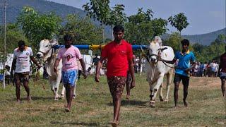 🔥❤️ కలసపాడు గ్రామం 6పళ్ళు విభాగం 5వ జత...🐂🐂